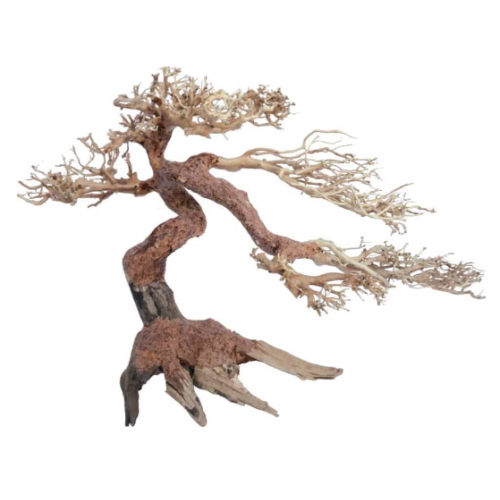 Wood Bonsai Oriental Wind 5 amtra