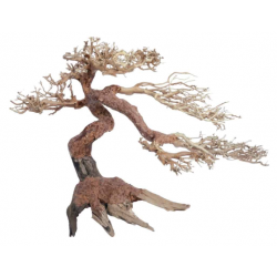 Bonsai Oriental Wind 5 Amtra