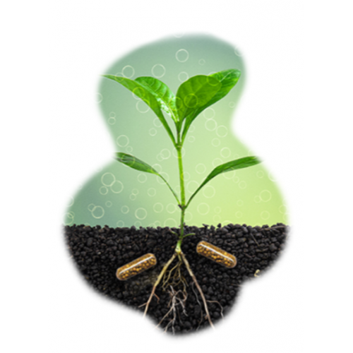 Casquettes de vie végétale, nourriture pour les...