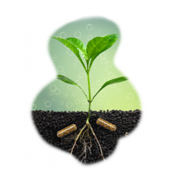 Plant Life Caps, Nourishment for Aquarium Plants - Askoll