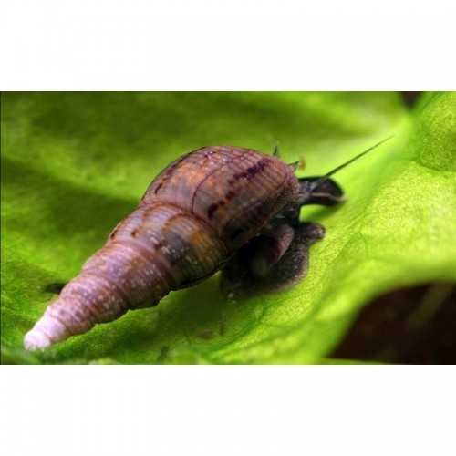 snail Melanoides TuberColaria - Detriivoras-...