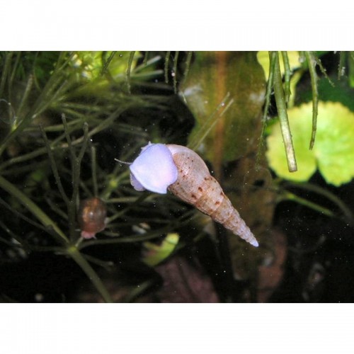 snail Melanans Tubercolaria - Decariivoras -...