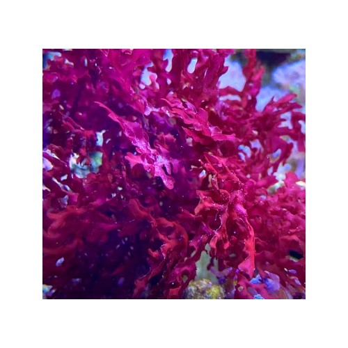 Starter - Macroalga Gracilia - Rarity