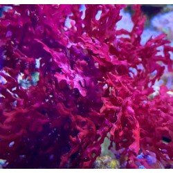 Starter - MacroAlga Gracilaria - Rarity