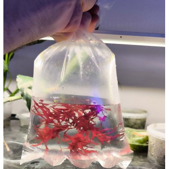 Starter – Macroalga gracilaria – RARITA 2