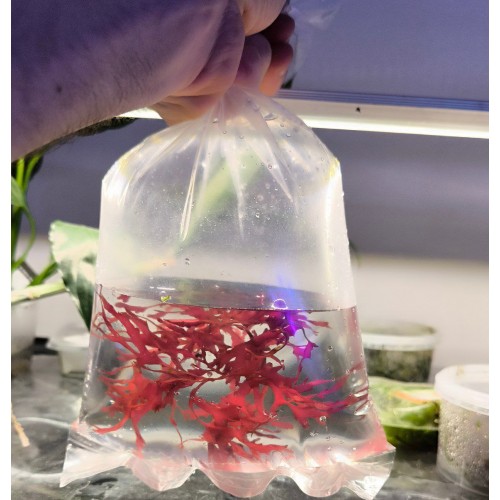 Starter – Macroalga gracilaria – RARITA