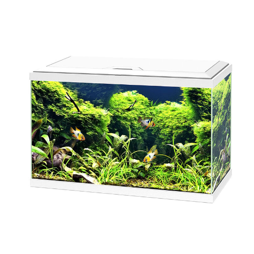 Aqua 60 LED, baignoire d'aquarium - Askoll