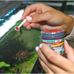 Nano wheat betta 60ml, complete feed micro-cranes for fighters - JBL