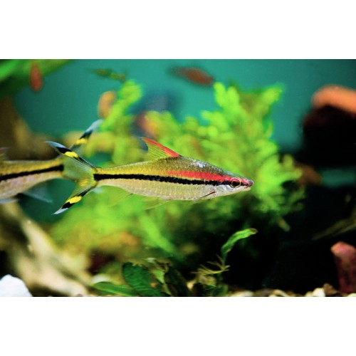 Sahyadria denisonii