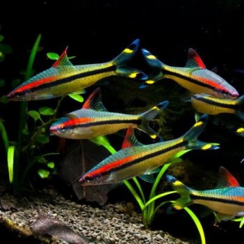 Sahyadria Denisoni 2