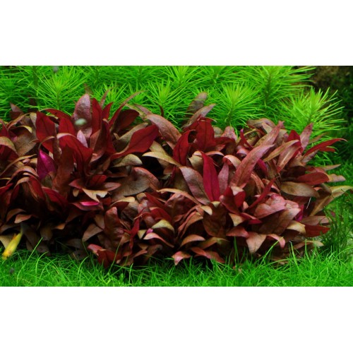Alternanthera reinecii mini en coupe - Tropica