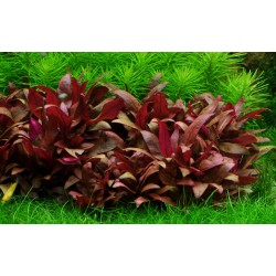 Alternanthera reinecii mini en coupe - Tropica