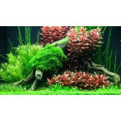 Alternanthera reinecii mini en coupe - Tropica