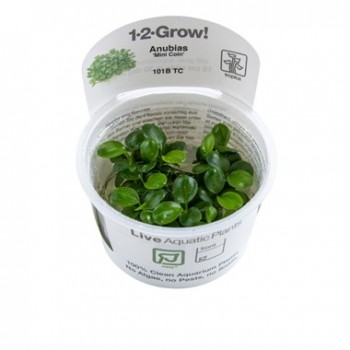 Anubias barteri Mini Coin in cup - Tropica