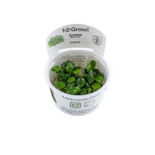 Anubias Mini Coin Barters in Cup - Tropica