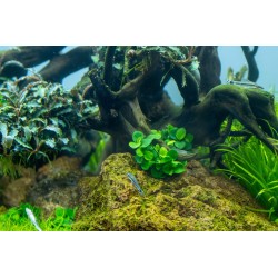 Anubias Mini Brotoirs de pièces de monnaie à la coupe - Tropica