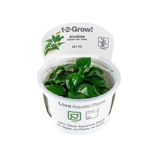 Anubias NANA BARTERS IN CUP - Tropica