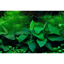 Anubias Nana Bétones en coupe - Tropica