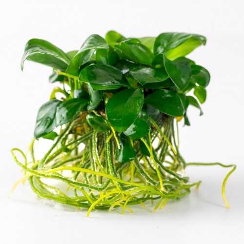 Anubias NANA BARTERS IN CUP - Tropica