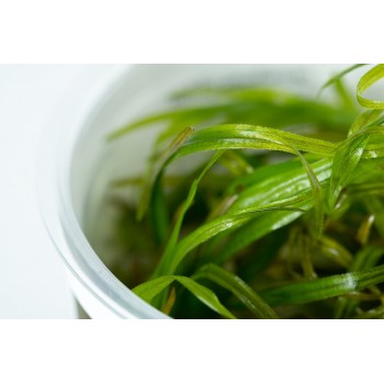 Blyxa japonica en coupe - Tropica 2