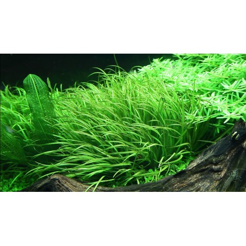 Blyxa japonica en coupe - Tropica