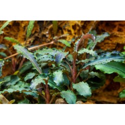 Bucephalandra Kedagang in cup - Tropica