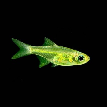 Microdevario kubotai