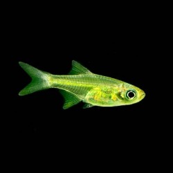 Kubotai microdevary