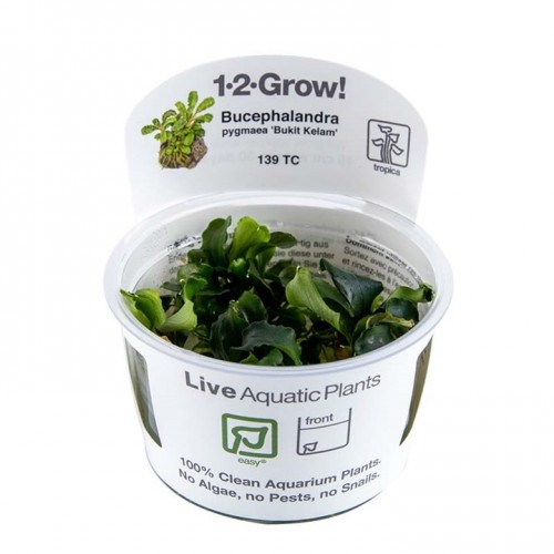 Bucephalandra Pygmaea Bukit Kelam en coupe -...