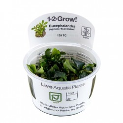 Bucephalandra Pygmaea Bukit Kelam en coupe - Tropica