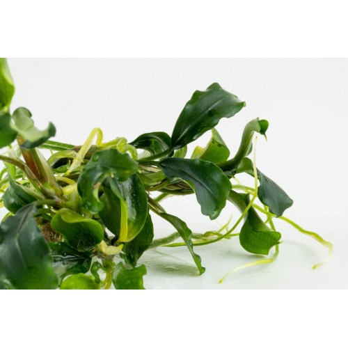 Bucephalandra pygmaea Bukit Kelam in cup - Tropica