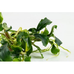 Bucephalandra Pygmaea Bukit Kelam en coupe - Tropica