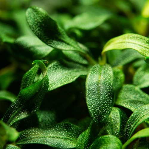 Bucephalandra Needle Leaf in cup - Tropica