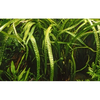Cryptocoryne crispatule en coupe - Tropica 2