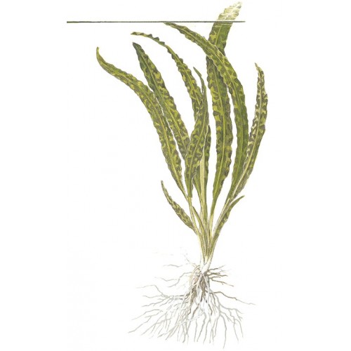 Cryptocoryne crispatule en coupe - Tropica