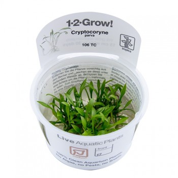 Cryptocoryne parva in cup - Tropica