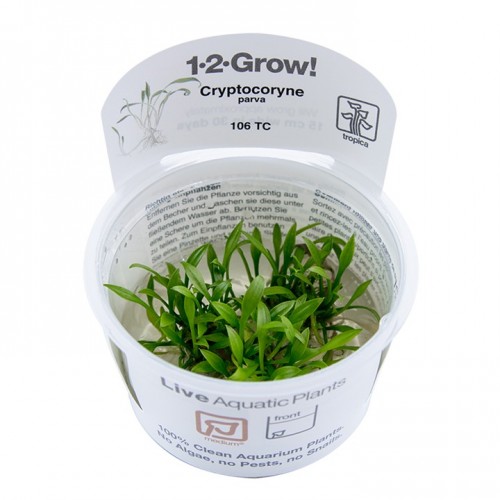 Cryptocoryne semblait en coupe - Tropica