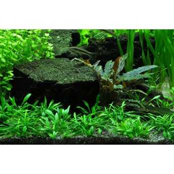 Cryptocoryne seemed in cup - Tropica 2