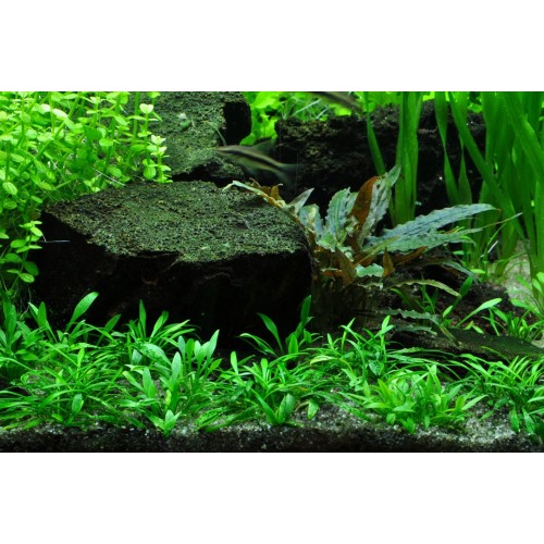 Cryptocoryne semblait en coupe - Tropica
