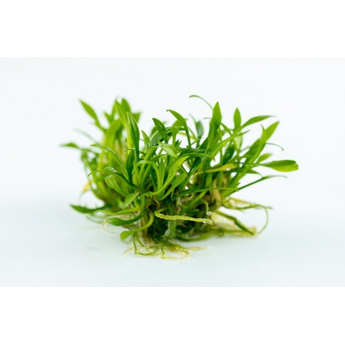 Cryptocoryne parva in cup - Tropica