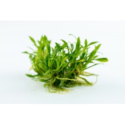 Cryptocoryne parva in cup - Tropica