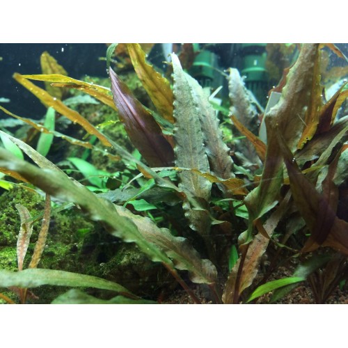 Cryptocoryne Undulata large feuille de coupe -...