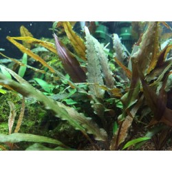 Cryptocoryne Undulata large feuille de coupe - Tropica