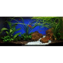 Anubias Barters Var. Glabra in jar - Tropica