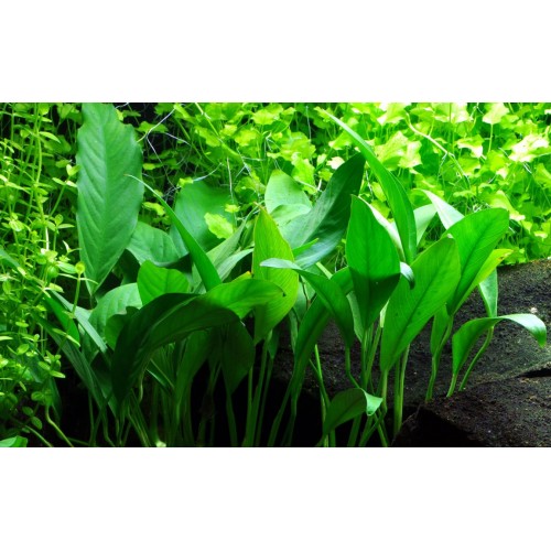 Anubias barteri var. glabra - Tropica