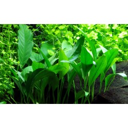 Anubias barteri var. glabra in vasetto - Tropica