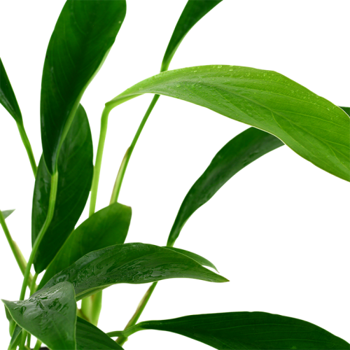 Anubias Bétones var. Glabra à Jar - Tropica