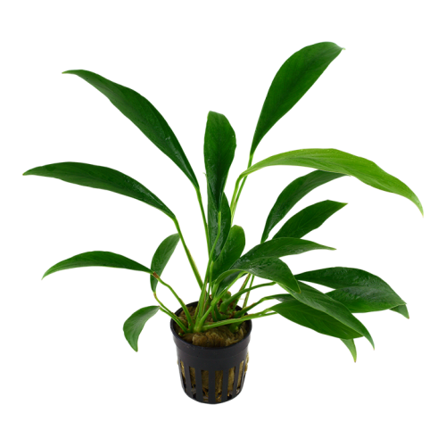 Anubias barteri var. glabra in vasetto - Tropica
