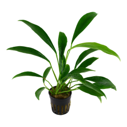 Anubias Barters Var. Glabra in jar - Tropica