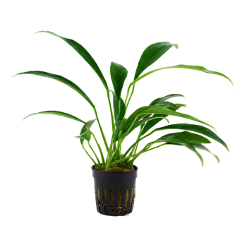 Anubias Barters Var. Glabra in jar - Tropica 2